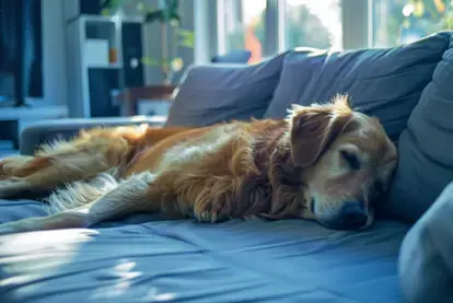 How to Get Dog Hair Off Your Couch
