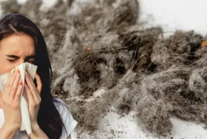 Dust—What Is It and How Does It Affect Your Home?