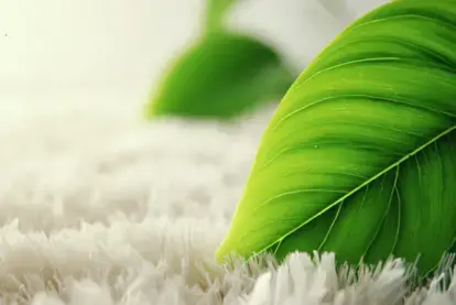 Discover eco-friendly carpet cleaning methods that are safe, effective, and better for your home and the planet. Learn DIY tips and pro solutions from COIT. 