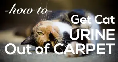 How to Remove Cat Urine from Carpet