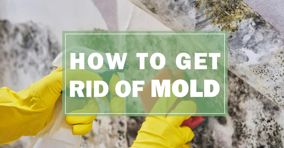 How To Get Rid of Mold In Your Home {Part 2} Whole Lifestyle Nutrition